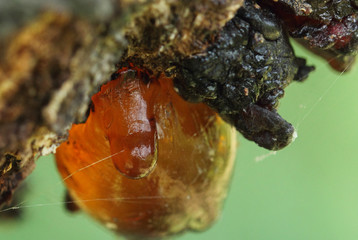Smooth red resin on the tree bark