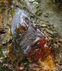 Raw red resin on apricot tree