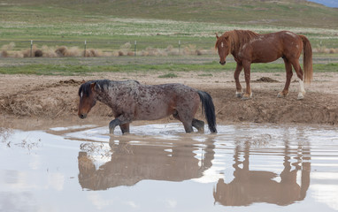 Wild Horses in Spring at a Utah Desert Waterhole