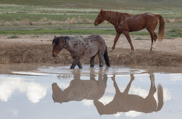 Wild Horses in Spring at a Utah Desert Waterhole