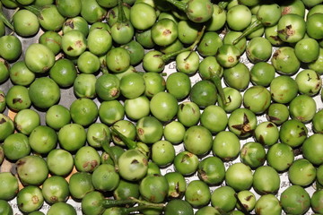 Green bitter berries.