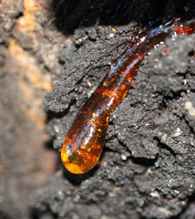 Close up, Cylindrical resin, on a rough apricot tree