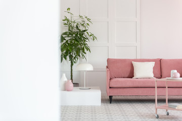 Big green plant in pot next to pastel pink sofa in white elegant interior