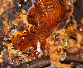 Natural Resin of a tree, medical raw material