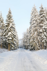 Winter spruce forest and a forest road with snow and frost
