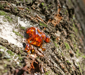Natural red Resin of a tree, medical raw material