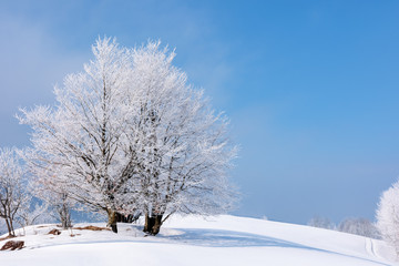 tees in hoarfrost on a snow covered meadow. fantastic winter scenery on a misty morning weather with blue sky. minimalism concept in fairy tale landscape