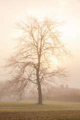 Obraz na płótnie Canvas Single tree with the sun shining through branches a foggy day in November