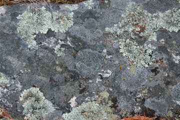 lichen and stones