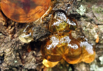 Medical raw material of vegetable resin of a tree