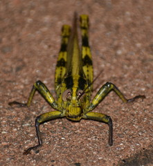 Close up of a bright green grasshopper staring at the camera
