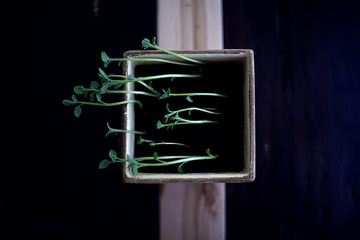 young sprouts in a pot / fresh little greens, biology, botany concept