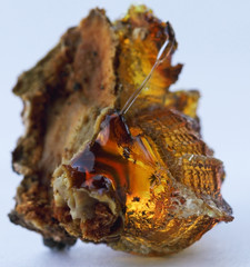 View of vegetable resin of a tree