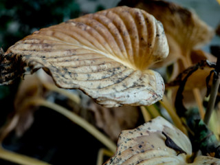 OLYMPUS DIGITAL CAMERA - HOSTA