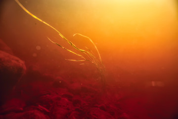 underwater photo of freshwater pond / underwater landscape with sun rays and underwater ecosystem, algae and water lilies