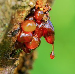 Red resin with green background