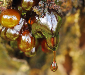 Solid amber resin drops on a apricot tree trunk