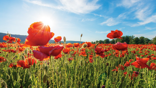 poppy field on a sunny afternoon. beautiful rural scenery with red flowers in mountains. bright blue sky with fluffy clouds. summer countryside outdoors happy days memories concept
