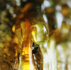 Fruit tree, resin tree illuminated by the sun