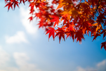 Autumn leaves against blue sky, Red maple leaves