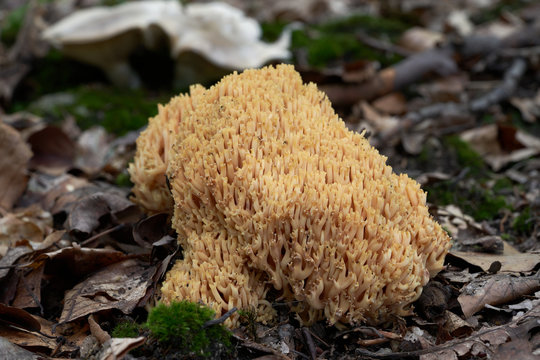 Coral fungus Ramaria stricta in the beech forest. Also known as strict-branch coral. Poisonous mushroom in the leaves. Autumn time in the forest.