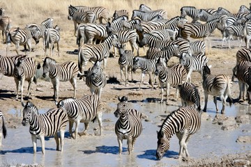 Fototapeta na wymiar herd of zebras drinking from a waterhole, Etosha National Park, Namibia 