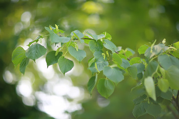 green branches leaves background / abstract view seasonal summer forest, foliage green, eco concept