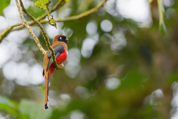 Collared Trogon - Trogon collaris, beautiful colored bird from Andean slopes of South America, Guango lodge, Ecuador.