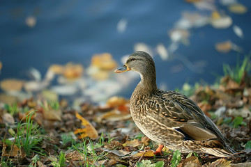 duck autumn park pond / bird by the pond in the park, mallard migratory bird