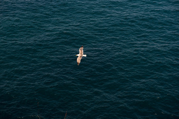 Seagull flies placidly over the sea on a clear day.