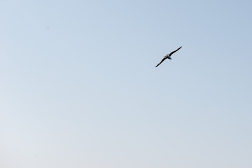 Seagull flies placidly over the sea on a clear day.