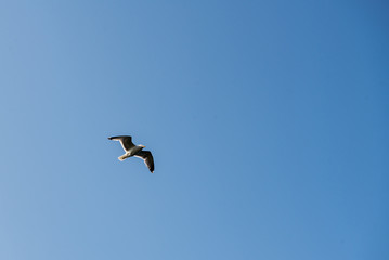 Seagull flies placidly over the sea on a clear day.