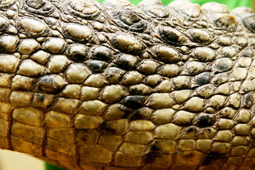 Fototapeta premium Close-up of the crocodile head and skin