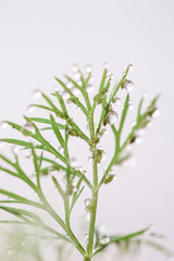 Green grass after rain with drops of water. Morning dew. Dill herb macro close up view. 