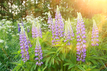 lupins in the field / summer flowers purple wild flowers, nature, landscape in the field in summer
