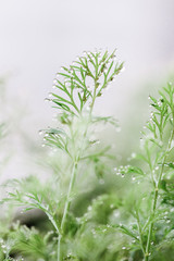 Green grass after rain with drops of water. Morning dew. Dill herb macro close up view. 