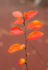 Obraz premium branch with autumn leaves