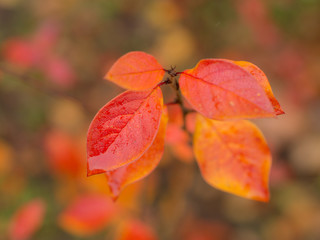 wet autumn leaves close up