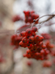 hawthorn fruits in autumn