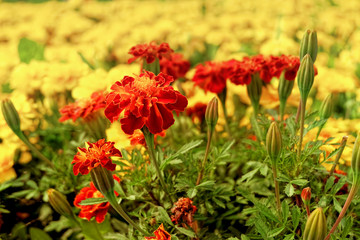 Marigolds bloomed