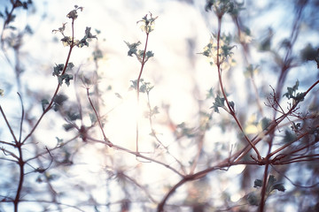 spring or summer flowers background / vintage toning nature landscape flowers