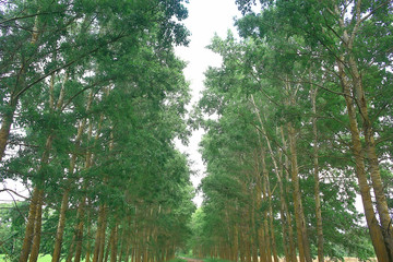 summer park landscape, green trees and walkway in the summer city park