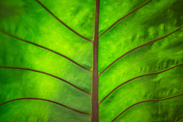 Natural fresh dark green leaf background