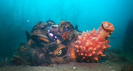 colony of sea anemones under water corals