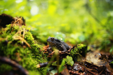 toad in the forest macro / amphibian, reptile in the forest, wildlife animal frog in the forest