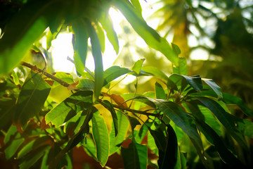 Palm trees in the tropics