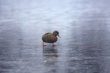 wintering birds / bird flock, winter lake, wild birds on winter lake, seasonal, migratory ducks