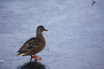 wintering birds / bird flock, winter lake, wild birds on winter lake, seasonal, migratory ducks