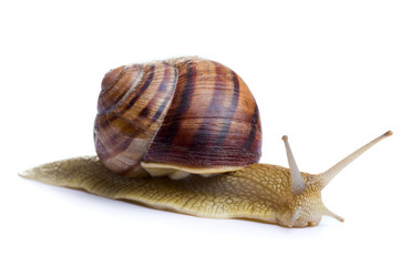 Snail on white backgrouns