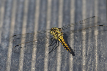 libellule 003